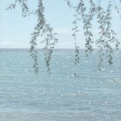 the water is crystal blue and there are some trees hanging from it's branches