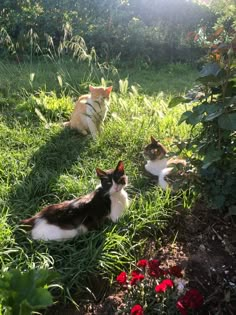 two cats laying in the grass next to each other