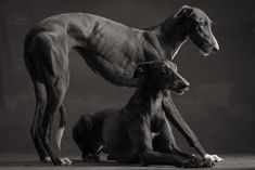 two dogs sitting next to each other in front of a black background with one dog looking at the camera