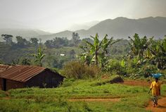 a person walking down a dirt road carrying a blue bowl on his head in front of some banana trees