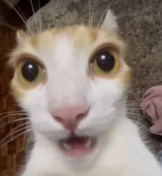 an orange and white cat with big eyes looking at the camera while someone holds their hand up