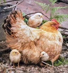 a group of chickens standing next to each other on top of a pile of dirt