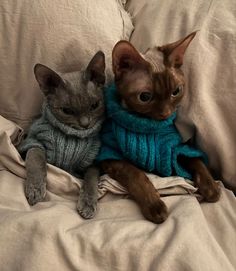 two cats sitting on top of a bed next to each other wearing sweaters and scarves