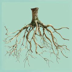 Roots Clipart in Photorealistic Style: 4K Vector Art Tree Roots Art, Trees With Roots, Rosé Concert, Advertising Flyers, Architecture Construction, Project Board, Tree Roots, Architectural Drawings, Artistic Expression