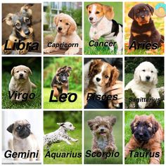 there are many different types of dogs in the picture and each has their own name