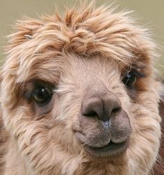 an alpaca is looking at the camera