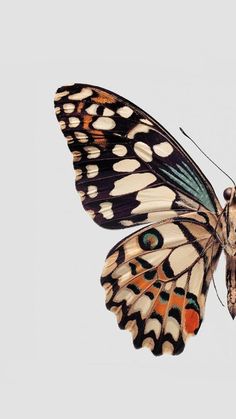 a close up of a butterfly flying in the sky