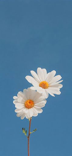 two white daisies against a blue sky