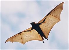 a large brown bat flying through the air