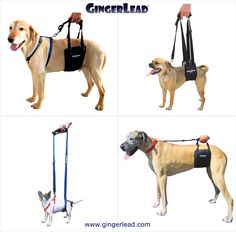 four different types of dogs with leashes attached to their collars and harnesses