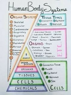 the human body's systems are labeled in different colors and shapes, including organ systems