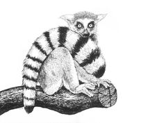 a black and white drawing of a lemur sitting on a tree branch