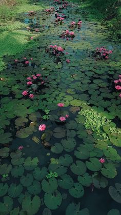 water lilies are blooming in the pond