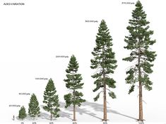 the different types of trees are shown in this diagram