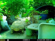 a tortoise is sitting in the middle of a garden