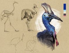 three different types of birds are shown in this drawing style, including an ostrich