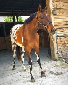 a brown and white horse standing next to a wooden building with a rope tied around it's neck