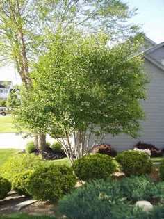 a small tree in front of a house