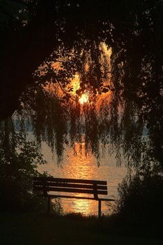 a bench sitting under a tree in front of a body of water at sunset or dawn