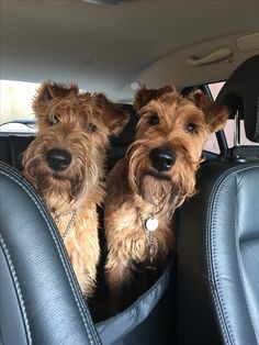 two brown dogs sitting in the back seat of a car with their heads turned away