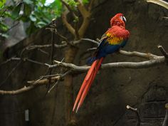 a red and yellow parrot sitting on top of a tree branch next to a stone wall