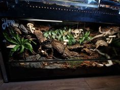 an aquarium filled with lots of plants and rocks