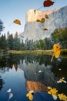 autumn leaves floating on the water in front of a mountain and trees with mountains in the background