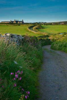 a dirt path leading through a lush green field with purple flowers on the side and houses in the distance