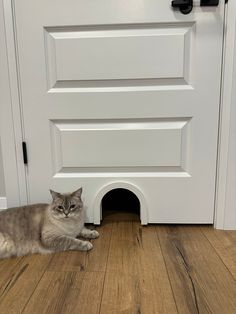 a cat laying on the floor in front of a door