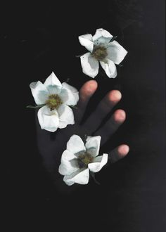 three white flowers are being held in the palm of someone's hand with their fingers