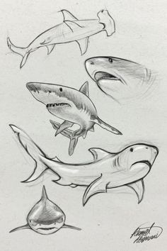 pencil drawing of sharks and other marine animals