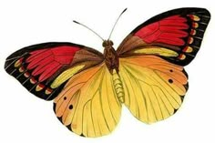 an orange and yellow butterfly with black wings