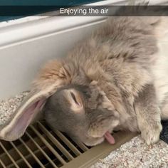 a cat that is laying down next to a floor grate with it's mouth open