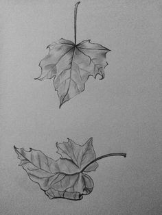 two leaves are shown in black and white