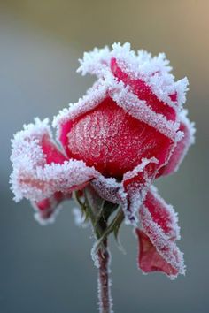 a red rose covered in frost with the words god gave us memory so that we may have roses in december