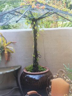 a potted plant sitting on top of a table