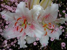 white and pink flowers are blooming in the garden