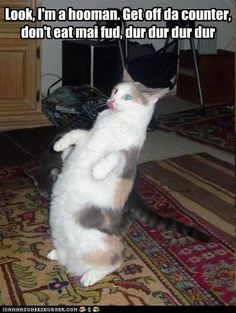 a cat sitting on top of a rug looking up at the ceiling with caption that reads, look i'm a hoooman get off muh counter dur