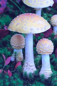 several small mushrooms are growing in the grass