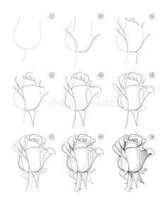 how to draw a rose step by step instructions for beginners royalty illustration on white background