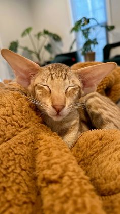 a cat that is laying down with its eyes closed and it's head resting on the back of a teddy bear