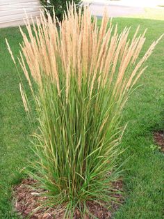 some very pretty tall grass in the yard