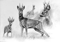 three deer standing next to each other on a field