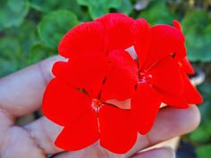 a red flower that is in someone's hand