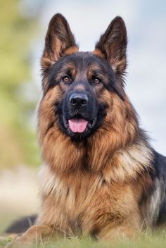 a large brown and black dog laying in the grass