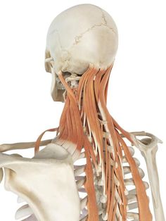 Why does the "spot" at your shoulder get so tight?: Levator Scapula Muscle - Attachments, Action, Nerve Punkty Spustowe, Psoas Release, Hip Problems, Human Skeleton, Human Anatomy And Physiology, Shoulder Muscles, Body Anatomy, Hip Flexor