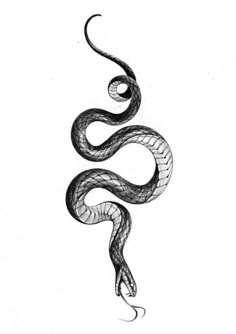 a black and white drawing of a snake on a white background, with the tail curled up