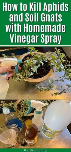 how to kill aphilds and soil gnats with homemade vinegar spray