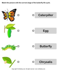 an insect and butterfly life cycle worksheet for kids to learn how to read