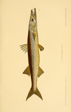 an illustration of a fish that is standing up